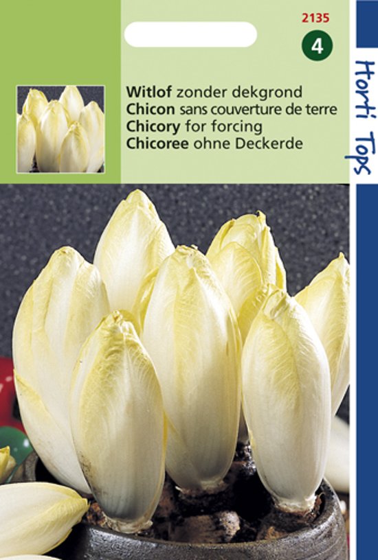 Chicoree Videna ohne Deckerde (Cichorium) 1500 Samen